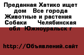 Преданная Хатико ищет дом - Все города Животные и растения » Собаки   . Челябинская обл.,Южноуральск г.